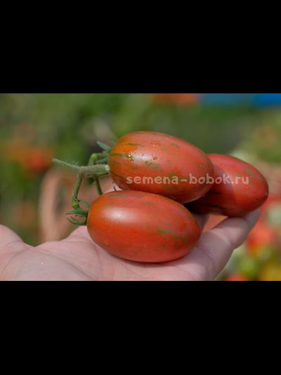 Томат Dwarf Audrey’s Love Tomato (Гном Любовь Одри), 10 шт