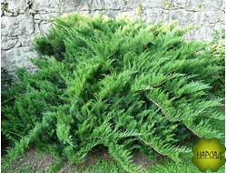 МОЖЖЕВЕЛЬНИК КАЗАЦКИЙ (саженец 50 см)