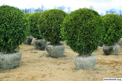 Туя Брабант в форме шара - Brabant