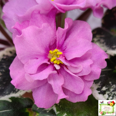 Р-Донна Роза Дальвадорес (В. Зуб) 2021 г.