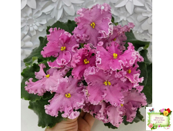 НД-Ливадия (Н. Данилова-Суворова) 2020 г.