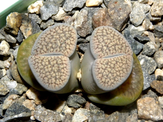 Lithops verruculosa v.glabra (Чехия) - 10 семян