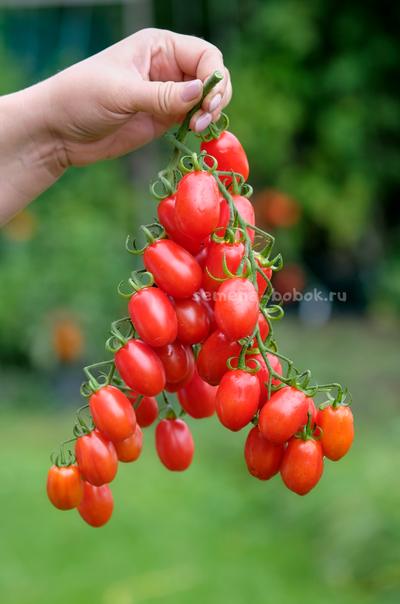 Томат Сызранские Дамские Пальчики, 10 шт.