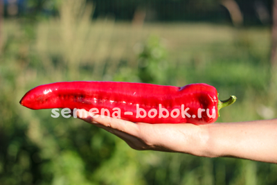 Перец сладкий The Godfather (Крестный Отец), 10 шт