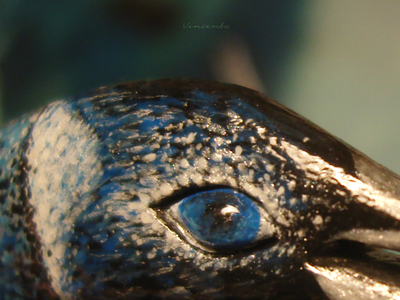 "Пингвин Мерилии", необычная брошь с натуральным морганитом