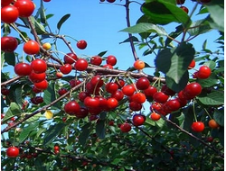 Булатниковская(вишня)