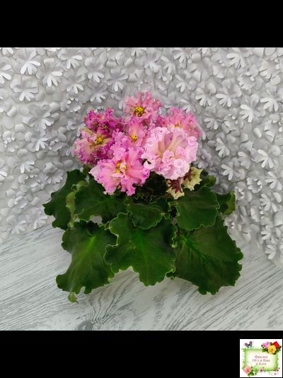 ЕК-Линжери (Е. Коршунова) 2021 г.