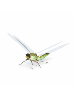 насекомые Стрекоза