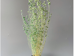 Лен зелёный (холодный оттенок)