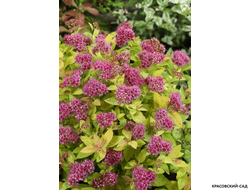 Спирея японская Голден Принцесс - купить в красовский-сад.рф