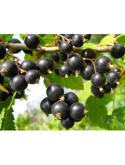 Смородина черная  Ажурная