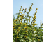 Девясил индийский (Inula racemosa) корень, 1 г - 100% натуральное эфирное масло