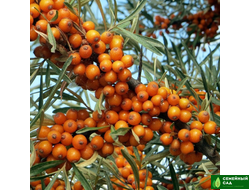 Облепиха "Клавдия"