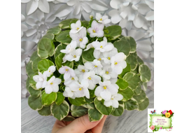 Ва-Банк (Л. Мещерякова) листовая химера (стартер сорт)