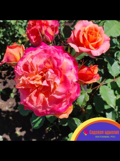 Ла Вилла Котта (La Villa Kotta)