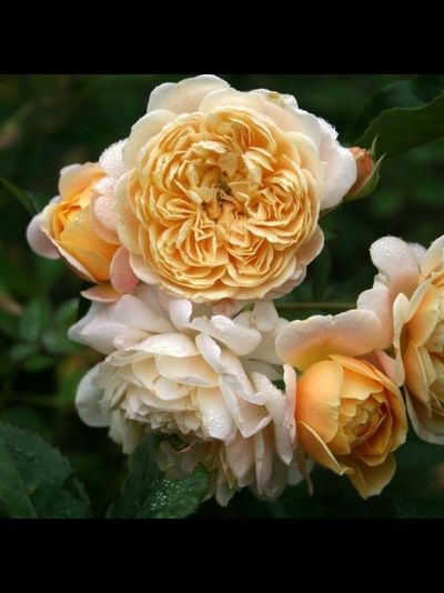 Джери Дженнингс (Jeri Jennings)