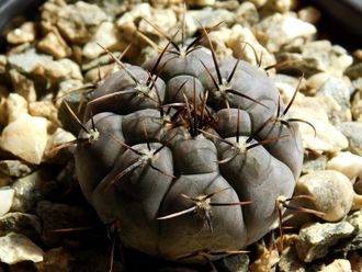 Gymnocalycium bruchii v. niveum VG 536