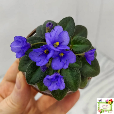 Rob's Twinkle Blue (R.Robinson)