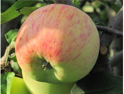 Поливитаминное (яблоня)