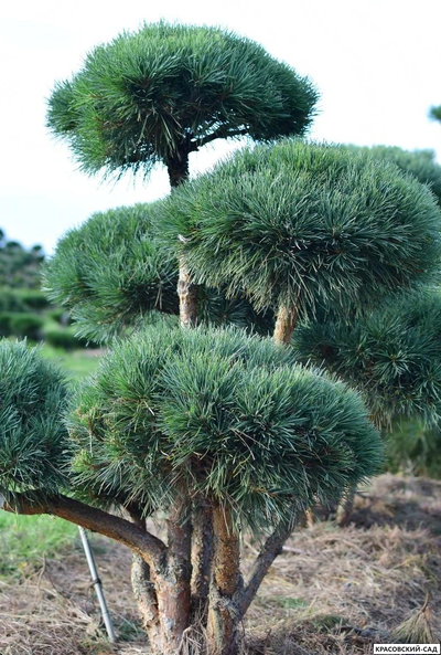 Ниваки - Бонсай садовый сосна Ватерери - Watereri