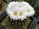Acanthocalycium klimpelianum P 91 - 10 семян
