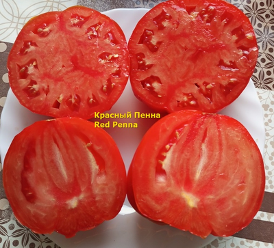 Томат Красный Пенна (Red Penna)