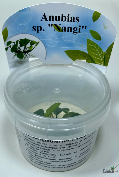 Анубиас Нанги (меристемный)