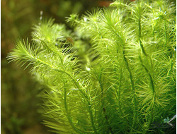 Майяка селловиниана (пучок)