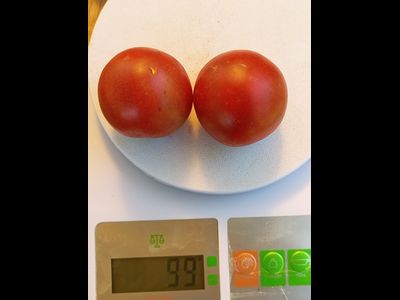 Томат Гном Бандаберг Рамболл (Dwarf Bundaberg Rumball)