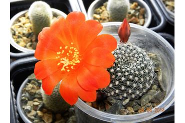 Rebutia krainziana orang.