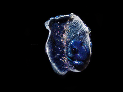 Волшебная брошь с лягушкой "Рассыпая звёздную пыль..."