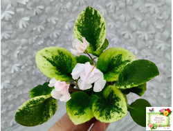 LV-18 сеянец (Л. Шевелёва) (стартер)