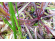 Drosera Adelae