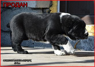 Кобель №1. ТУРУК. Продан.