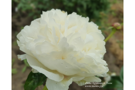 Пион рамона линс фото Пион травянистый Роз Мари (Rose Marie) Купить травянистый пион саженцы для п