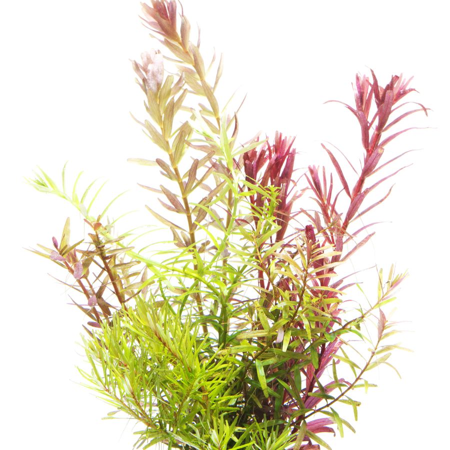 Ротала многоцветная