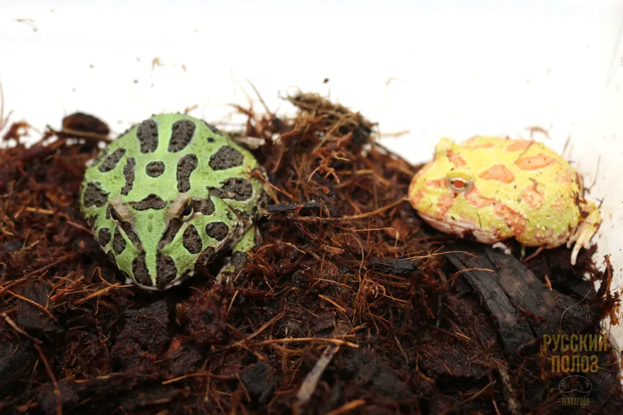 Рогатка Чакская, Ceratophrys cranwelli