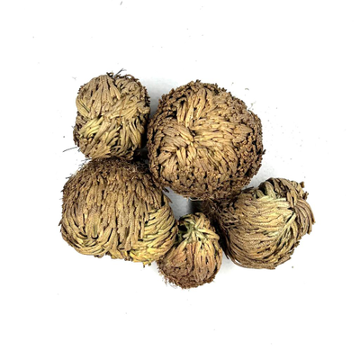 Роза Иерихона  20-30 гр.