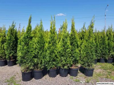Туя Смарагд - Smaragd 150 см