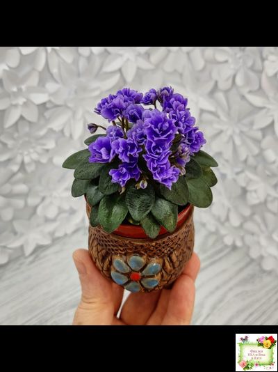 Blue Scoundrel micromini (P.Sorano/LLG) (Блю Ска́ндрел) микроминиатюра