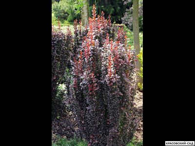 Барбарис Тунберга Helmond Pillar - в саду - красовский-сад.рф