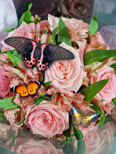 Композиция альсромерия роза и три бабочки №72