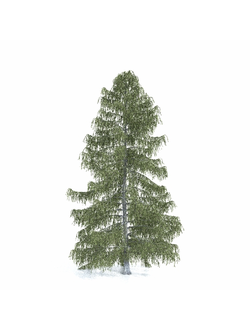 хвойные Ель Бревера 7