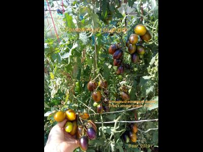 Томат Атомный виноград Бреда (Brad's atomic grape) США