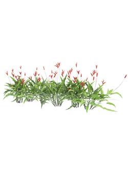 тропические Геликония попугайная helikunia