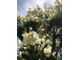 Чайное дерево (Melaleuca alternifolia), листья (5 мл) - 100% натуральное эфирное масло