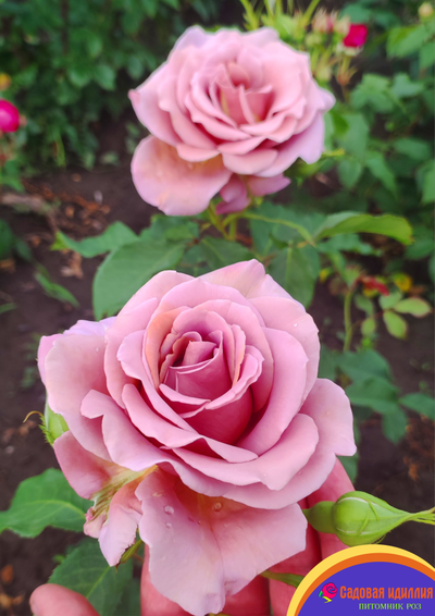 Коко Локо (Koko Loko)