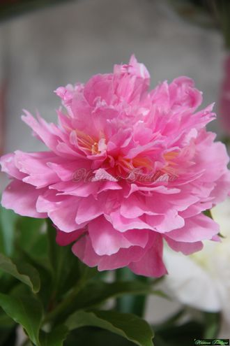 Paeonia Fragrant Pink Imp