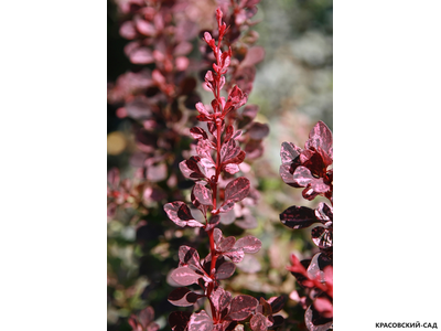 Барбарис Тунберга Атропурпуреа
