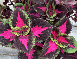 Колеус Perilla Magilla